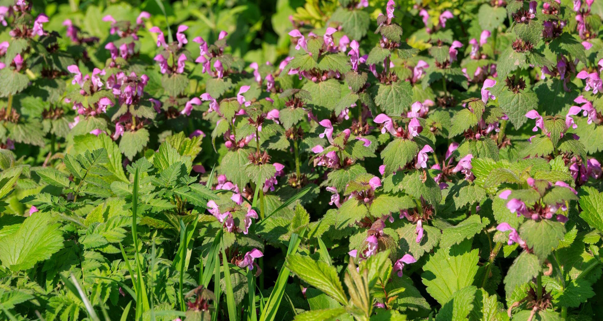 New Year Plant Hunt reveals influence of rising temperatures on British and Irish flora