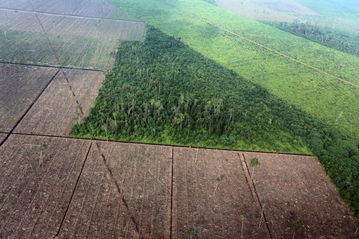 Clearing of peat forest in Indonesia's Riau Province. Photo by Rhett Ayers Butler