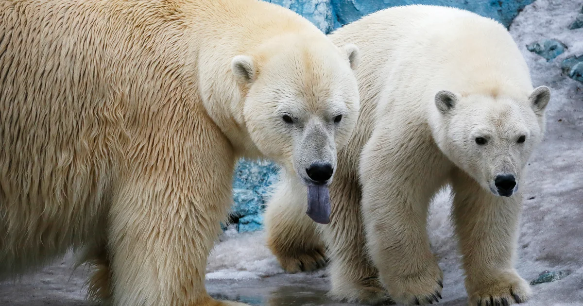 Polar bear attacks and injures 3 family members in Russia