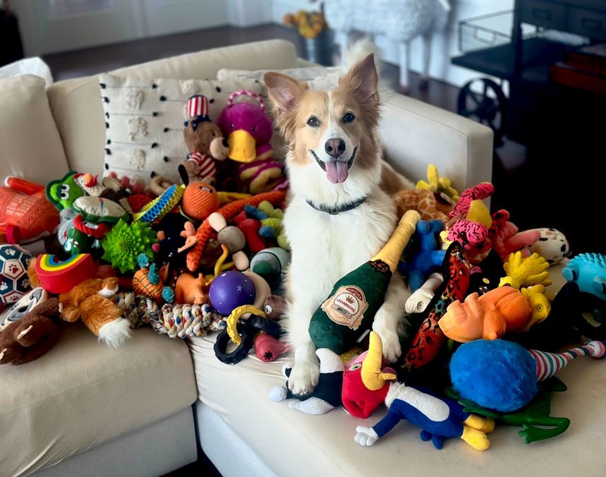 Shira, a 9-year-old rescue dog that knows the names of more than 300 dog toys.