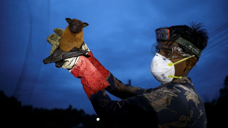 An assistant holds up a bat for research into Nipah virus in Bangladesh. Pic: Reuters