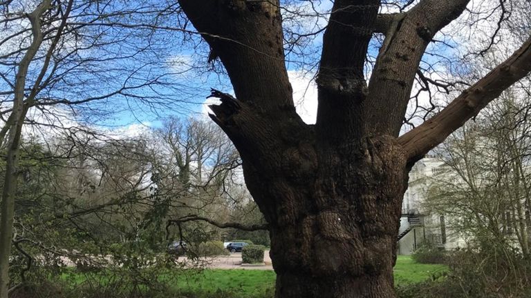 The oak tree before it was felled in Whitewebbs Park. Pic: Woodland Trust
