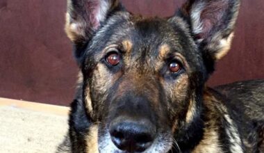 Ned’s Wish helps retired police and military dogs across Canada