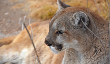 Woman killed in suspected mountain lion attack while hiking in northern Colorado