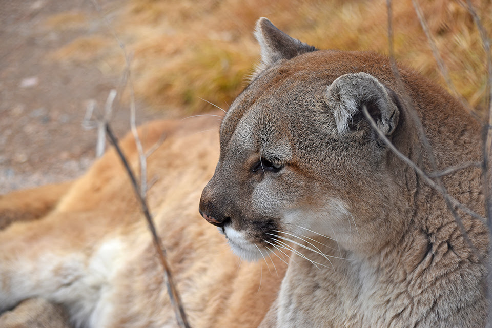 Woman killed in suspected mountain lion attack while hiking in northern Colorado