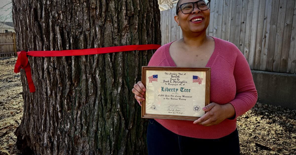 Kansas City’s Liberty Tree is coming down. The giant oak is older than the United States | KCUR