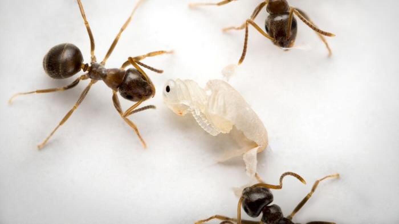 Sick young ants send out a 'kill me' scent to prevent deadly epidemics : NPR