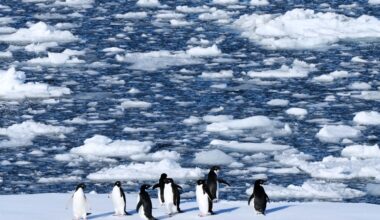 Warming Antarctic is shifting penguin breeding and stressing two species