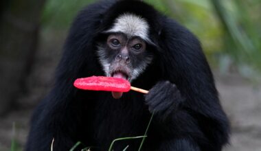 Rio de Janeiro zoo animals cool off with frozen treats during extreme heat