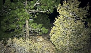 Suspected fatal mountain lion attack follows earlier encounter on trail