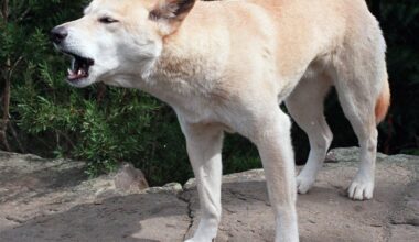 Canadian woman, 19, found dead on Australian beach in suspected dingo attack