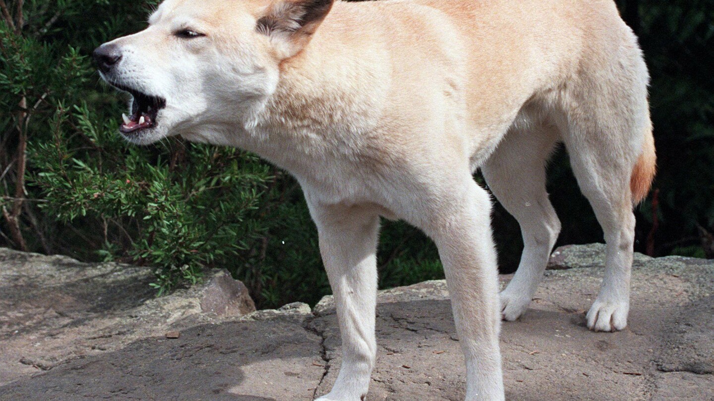 Canadian woman, 19, found dead on Australian beach in suspected dingo attack