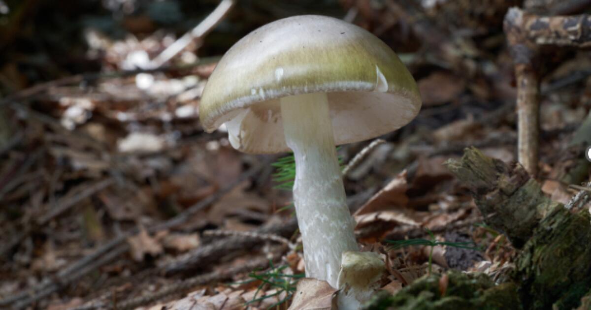 'Largest outbreak that we've seen in California.' Death cap mushrooms linked to deaths, hospitalizations