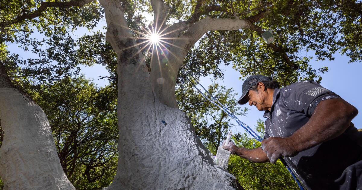 'It is scary': Oak-killing beetle reaches Ventura County, significantly expanding range