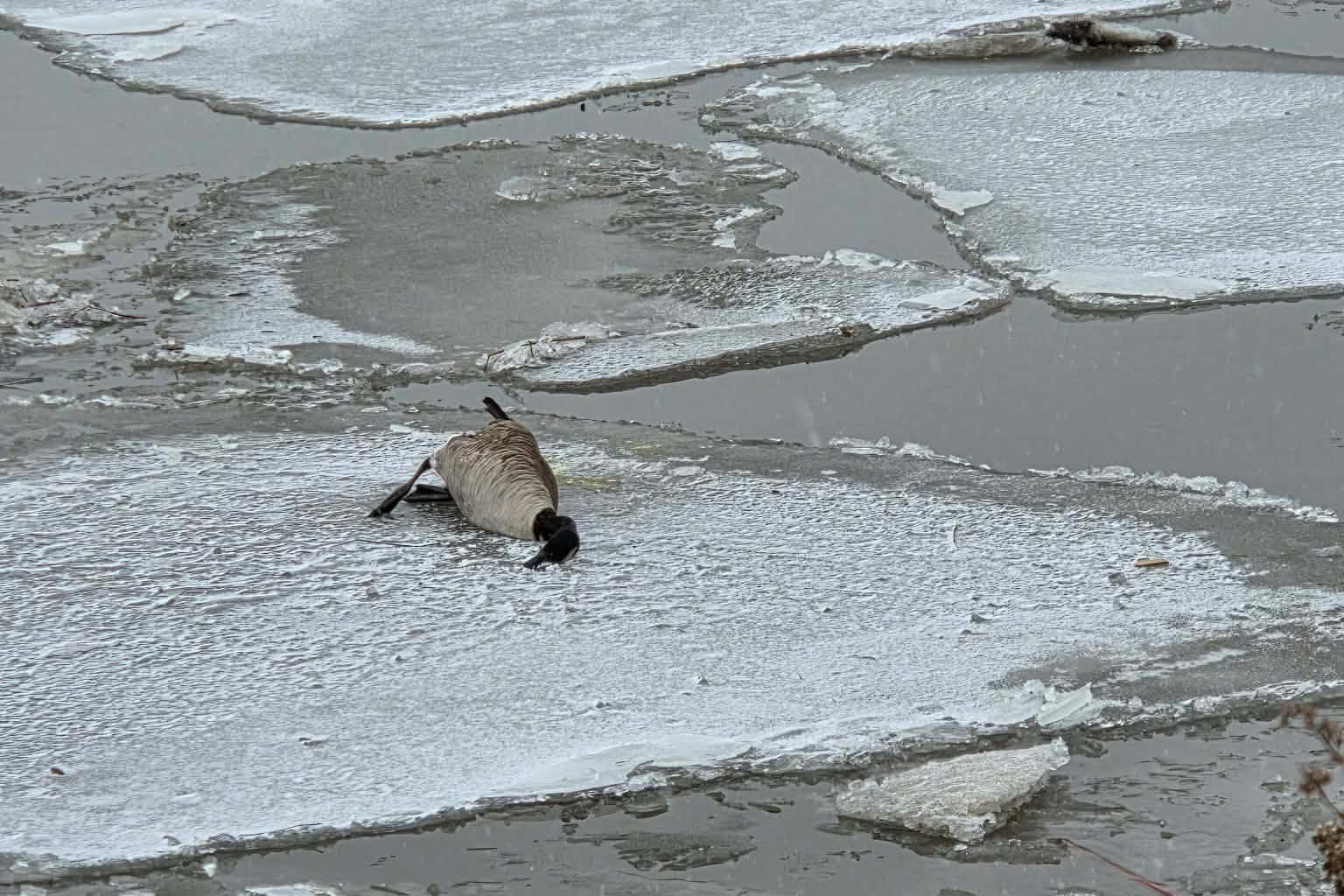 Possible bird flu warnings in Brampton, multiple geese found dead in Whitby