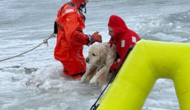 Rhode Island firefighters rescue a yellow Lab from an icy pond on New Year's Day