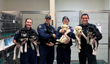 6 puppies treated for suspected opioid overdose will find new homes soon