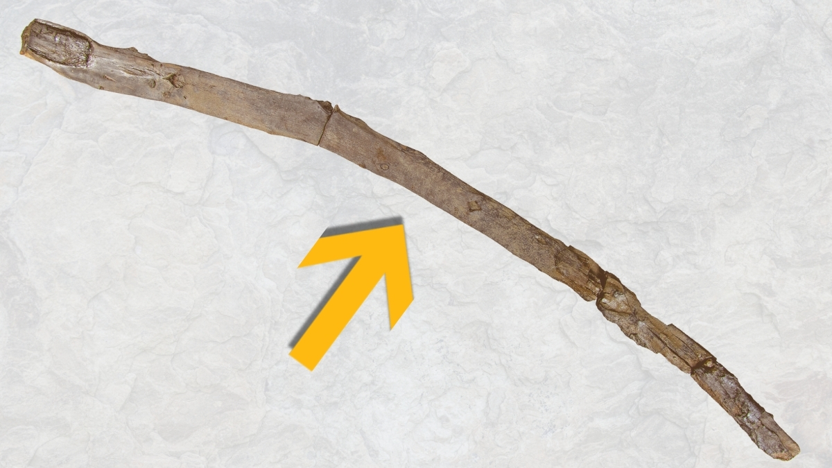 430,000-Year-Old Stick Found in Greece Among Humanity's Oldest Wooden Tools : ScienceAlert