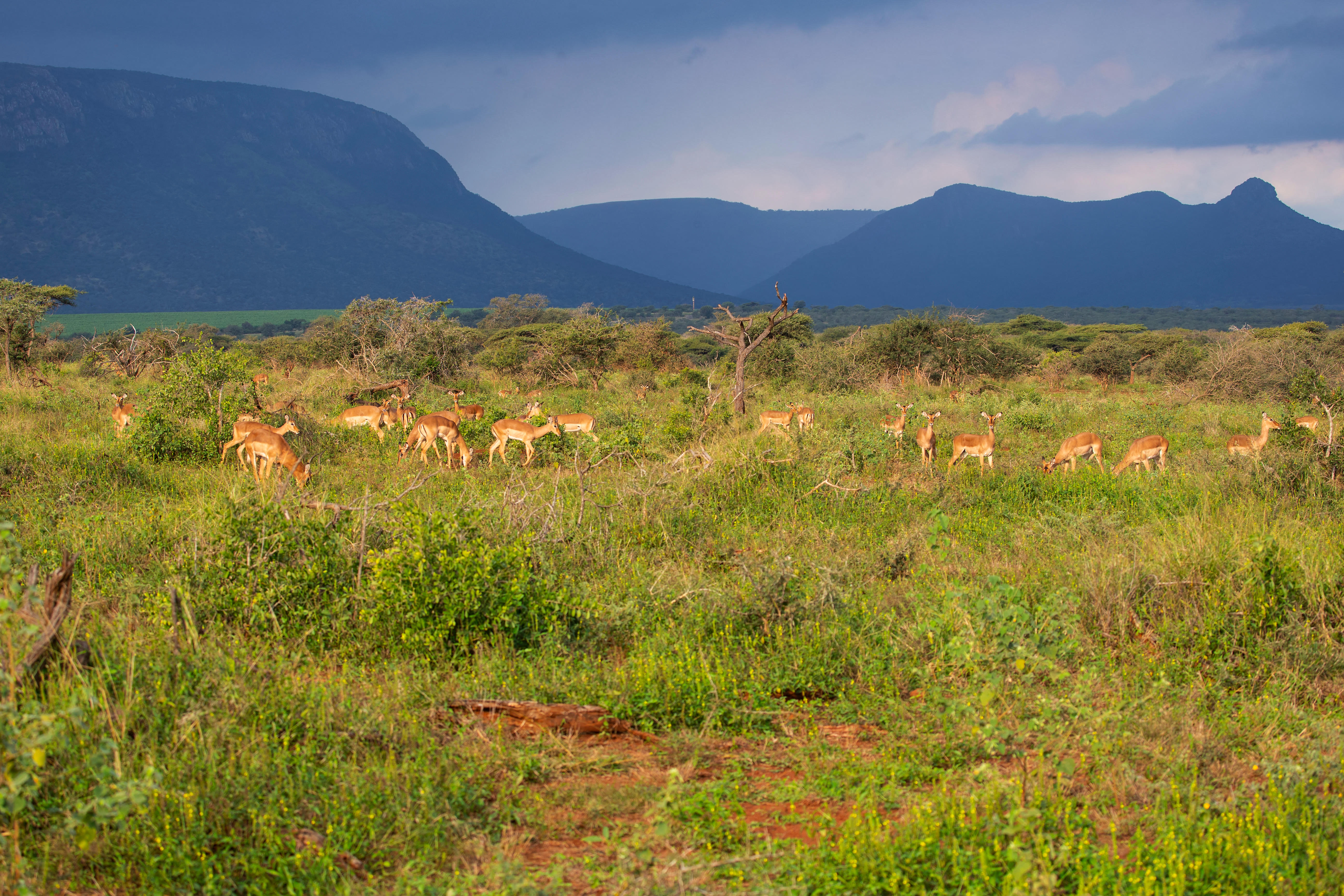 A herd of impala grazing on a reserve with mountains in the background.
