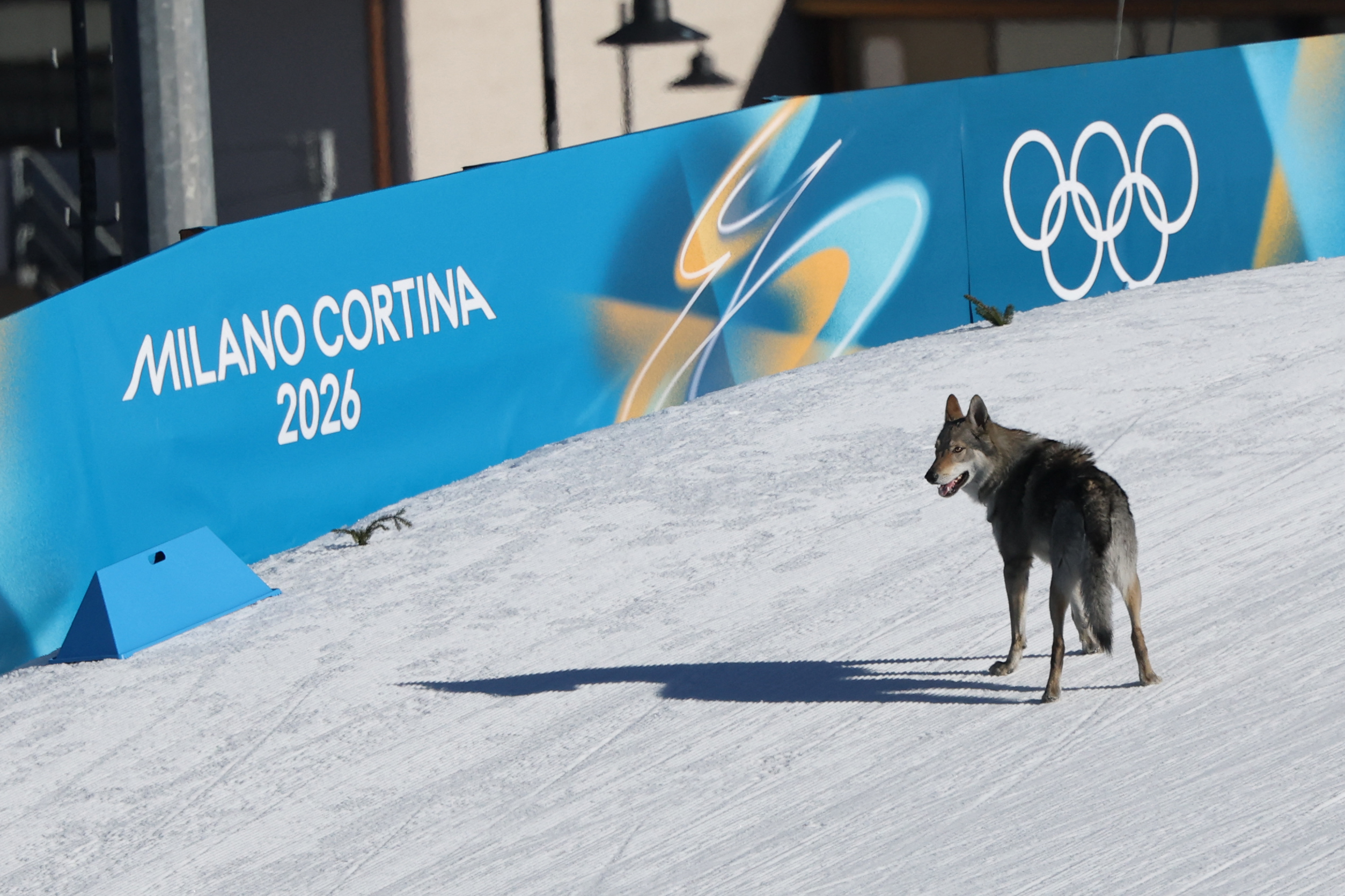 Dog on a ski trail with a Milano Cortina 2026 Winter Olympics banner in the background.
