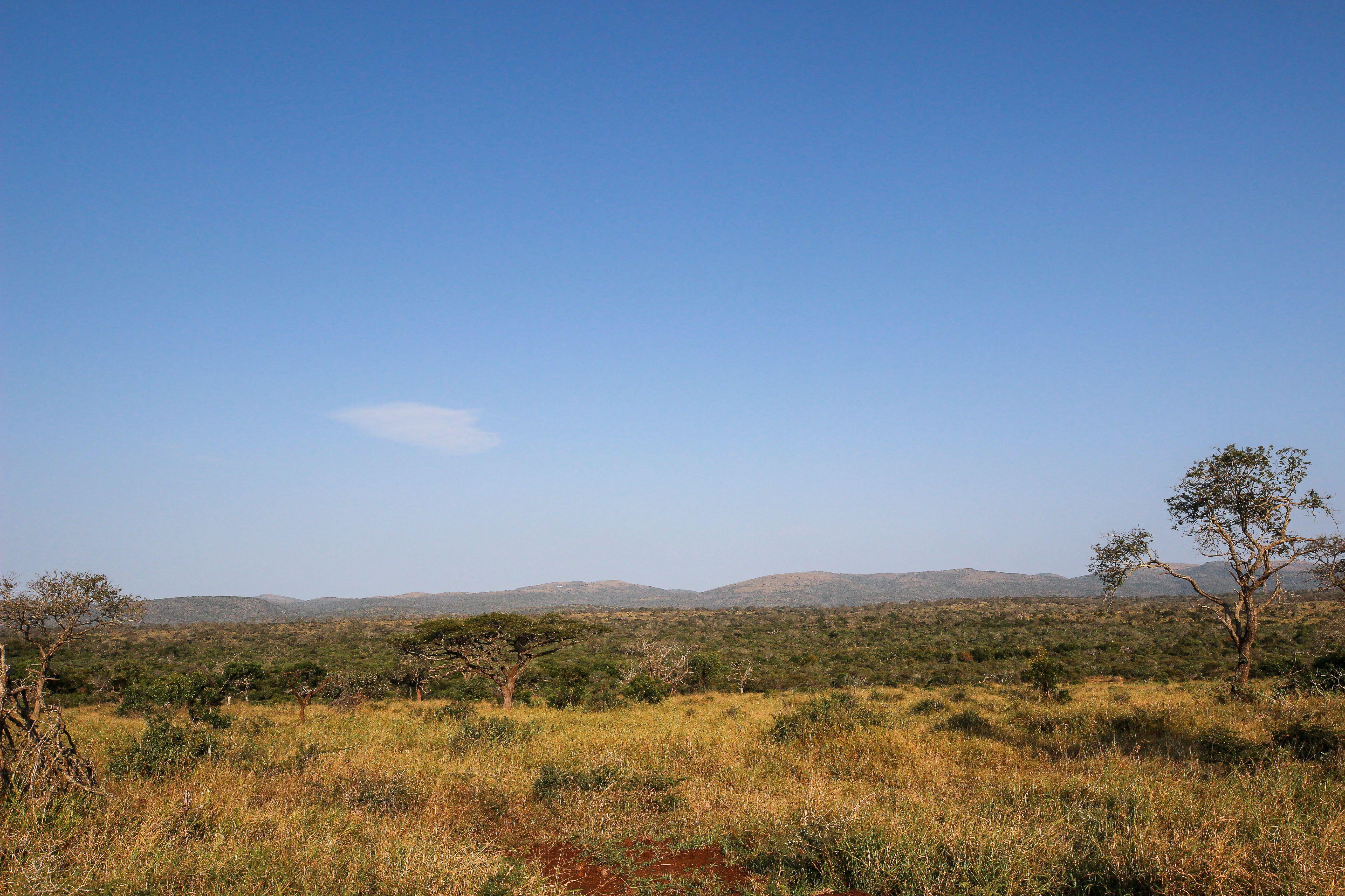 Lush landscape of Mkhuze Game Reserve, KwaZulu-Natal, South Africa.