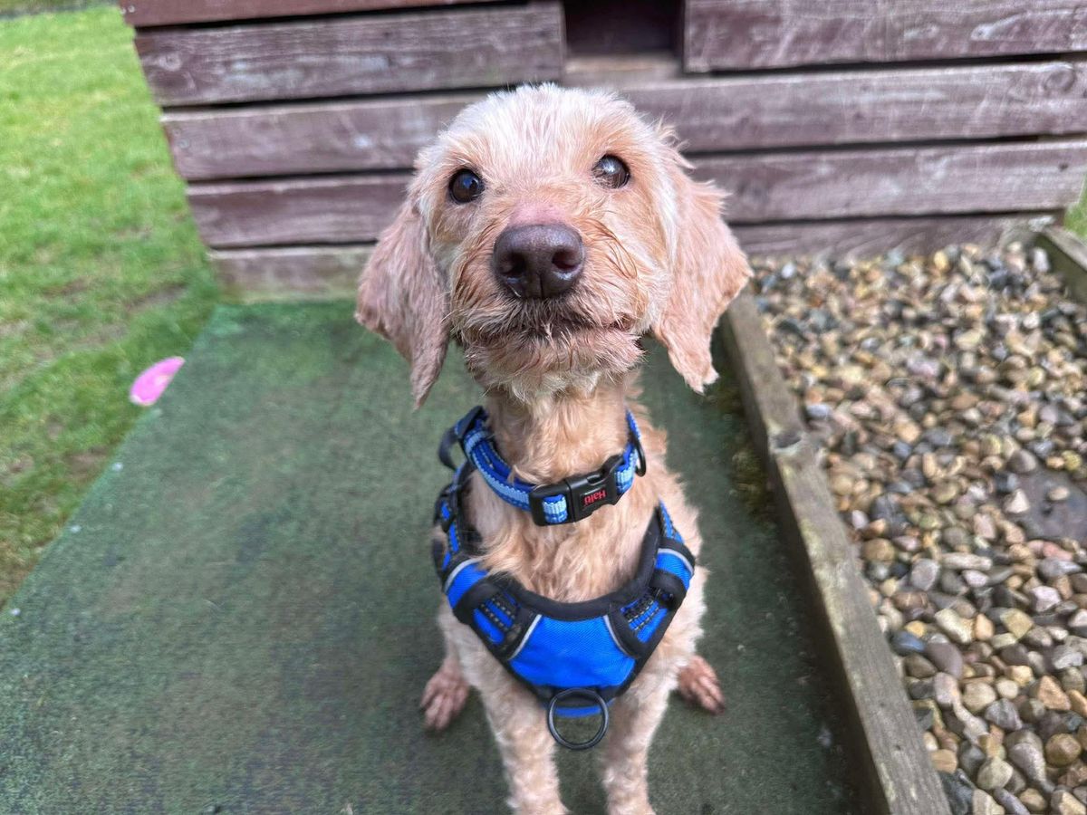 Honey is now in the care of the RSPCA