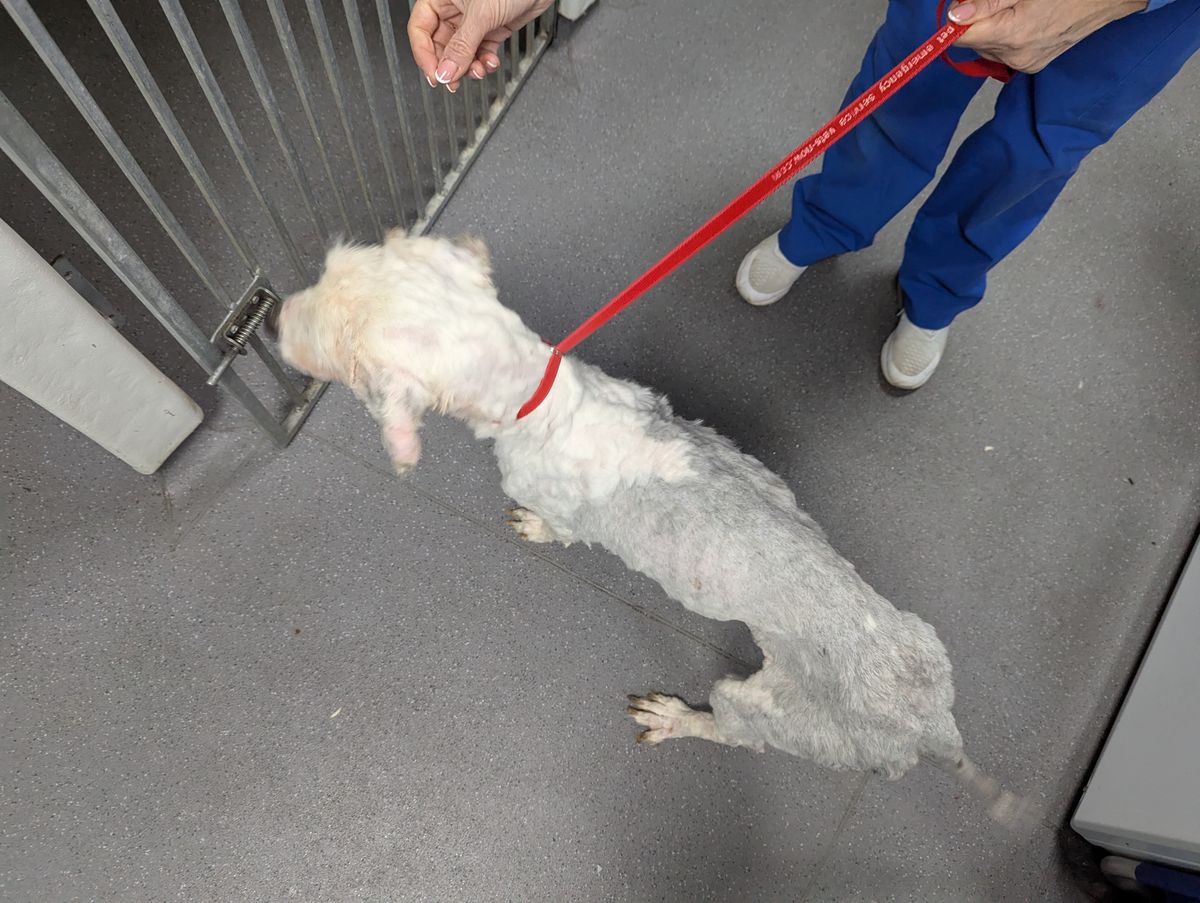 Ali after her matted fur was shaved off 