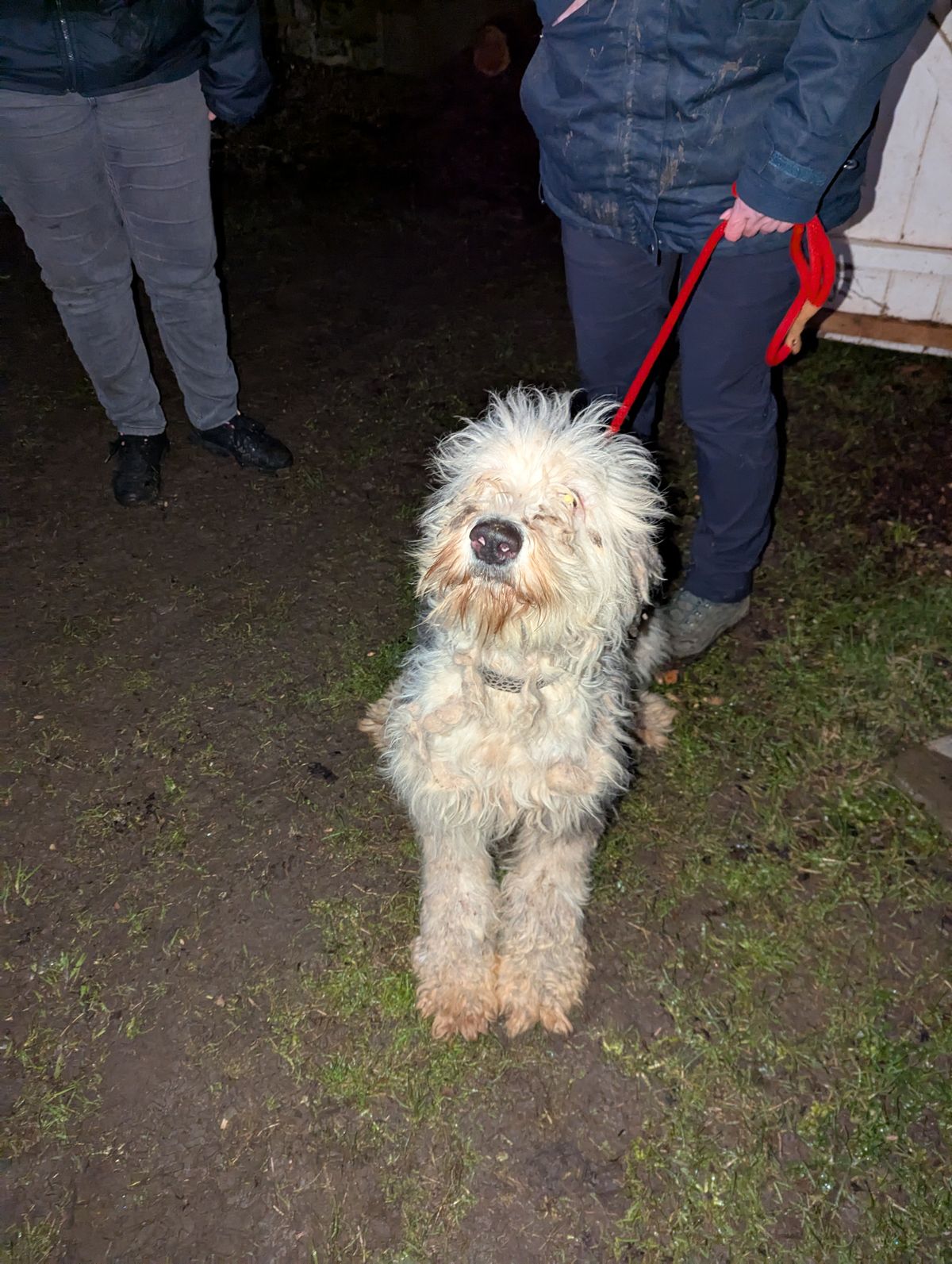 Old English Sheepdog Ali pictured when found on the farm