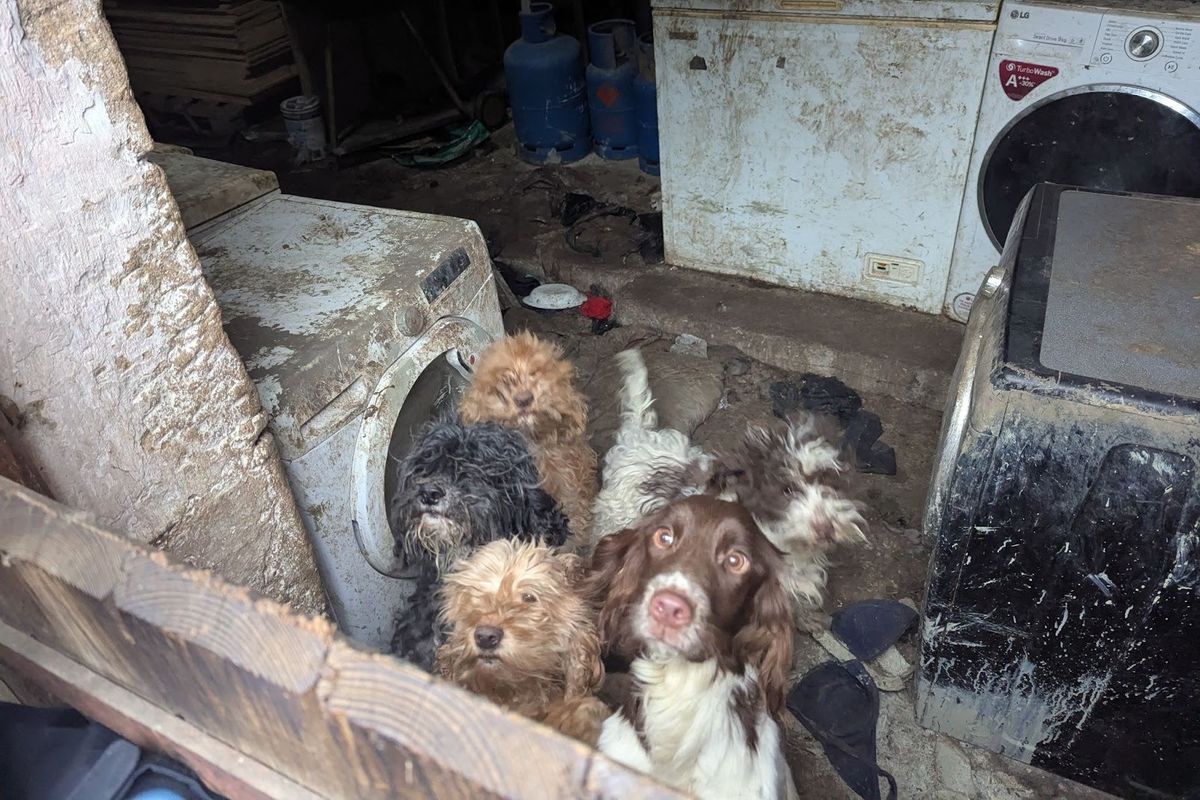 There were 21 dogs discovered in sheds and trailers