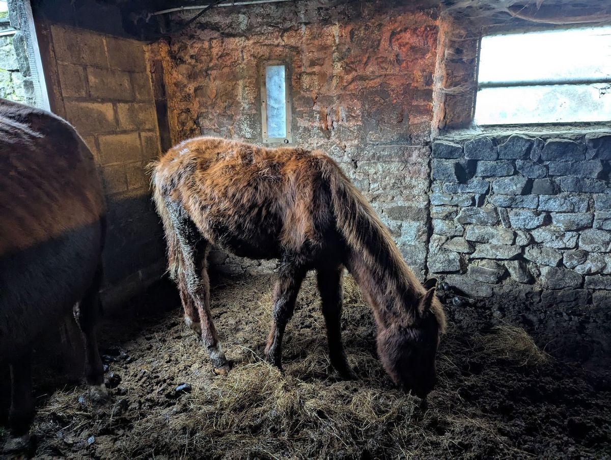 One of the horses discovered on the farm