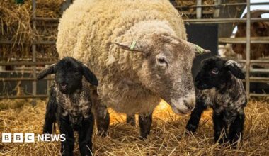 A white sheep with its lambs which are black to the left and right of it