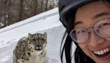 This is the chilling selfie a skiing tourist took with a rare snow leopard just moments before it mauled her face