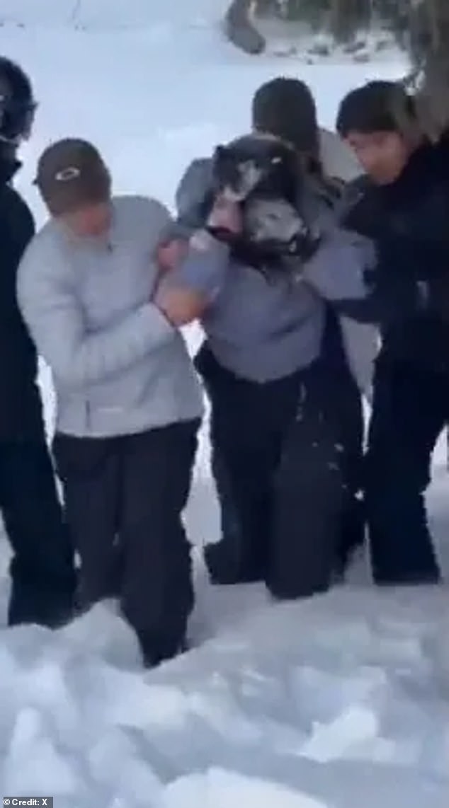 Despite warnings the previous day by authorities after the animal was sighted in the area, the skier moved within 10 feet of the animal after spotting it in the snow and reportedly not being able to get a good enough angle for a snap