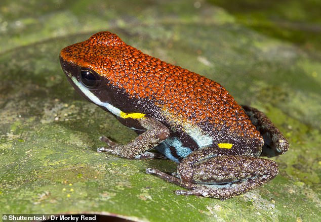 Navalny's death was the result of poison from a South American dart frog toxin called epibatidine (Pictured: Ecuadorian poison dart frog)