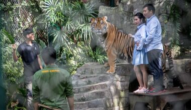 Authorities in Thailand are investigating after 72 tigers died suddenly at a popular tourist park where visitors can touch and pose with the animals. Pictured: A Thai couple seen taking pictures next to a tiger at Tiger Kingdom
