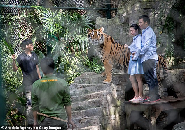 Authorities in Thailand are investigating after 72 tigers died suddenly at a popular tourist park where visitors can touch and pose with the animals. Pictured: A Thai couple seen taking pictures next to a tiger at Tiger Kingdom