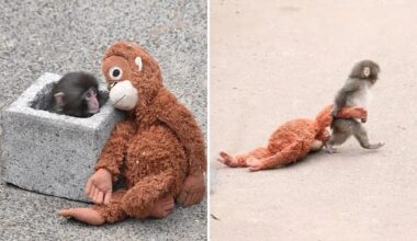 How an abandoned, plush-loving macaque became the most beloved monkey on the internet