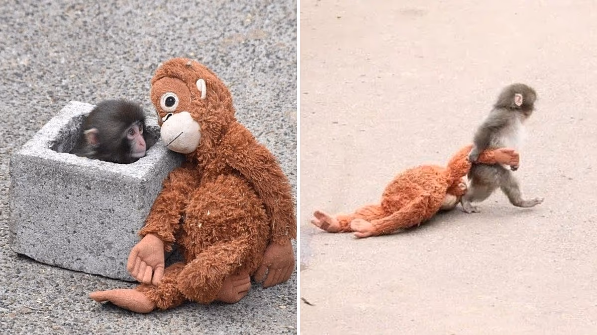 How an abandoned, plush-loving macaque became the most beloved monkey on the internet