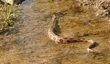 India Has a Snakebite Problem