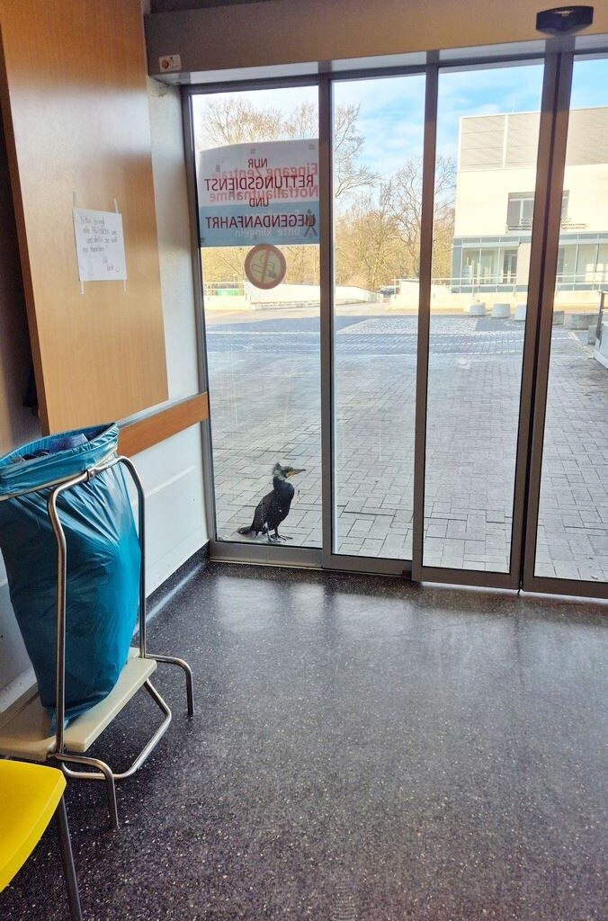 Injured Seabird Goes to ER, Pecks on Door