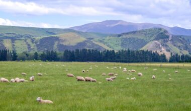 Americans Are Scooping Up New Zealand's 'Golden Visas'