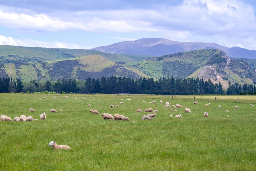 Americans Are Scooping Up New Zealand's 'Golden Visas'