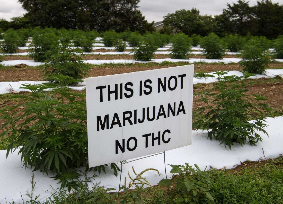 A farmer's sign displaying the words "THIS IS NOT MARIJUANA NO THC" written in all caps is staked into the ground in front of rows of hemp plants in Stanley, Virginia, in 2020.