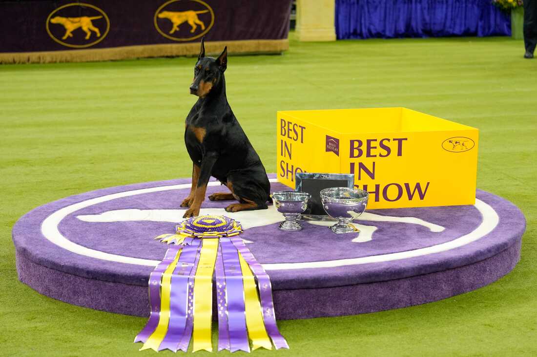 Penny, a Doberman pinscher, which is a large black dog with brown spots on her feet, chest and nose, sits on a purple carpet next to a large purple and yellow ribbon, two large silver bowls and a yellow box that says "best in show." 