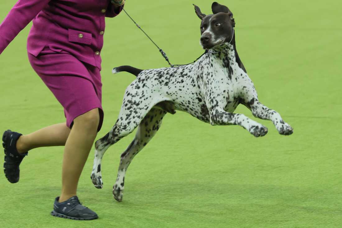A German Shorthaired pointer, which is a large white and brown speckled dog, runs on the green carpet next to his handler, who is wearing a pink skirt suit and black sneakers, in the Sporting Group.