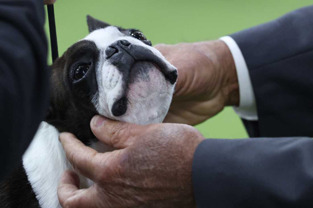 A close up of a Boston Terrier's face as a judge holds its head in his hands.