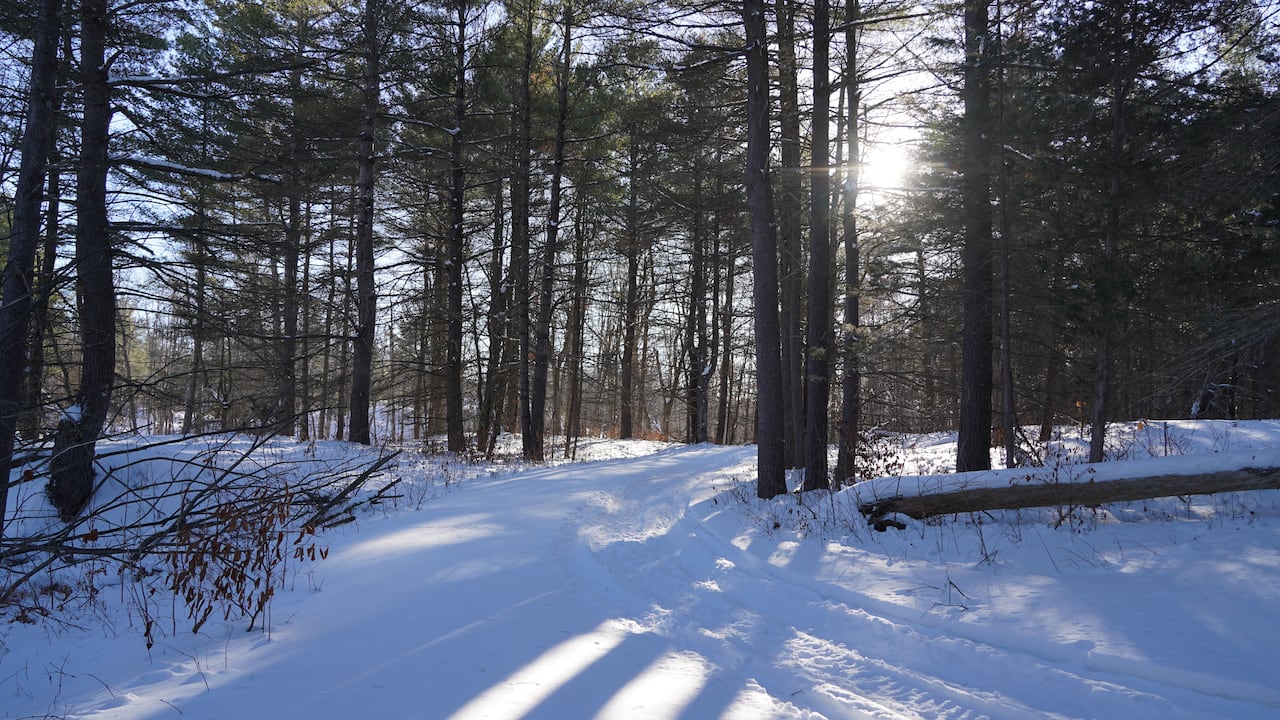 The sun shines through thick trees on a snowy day.