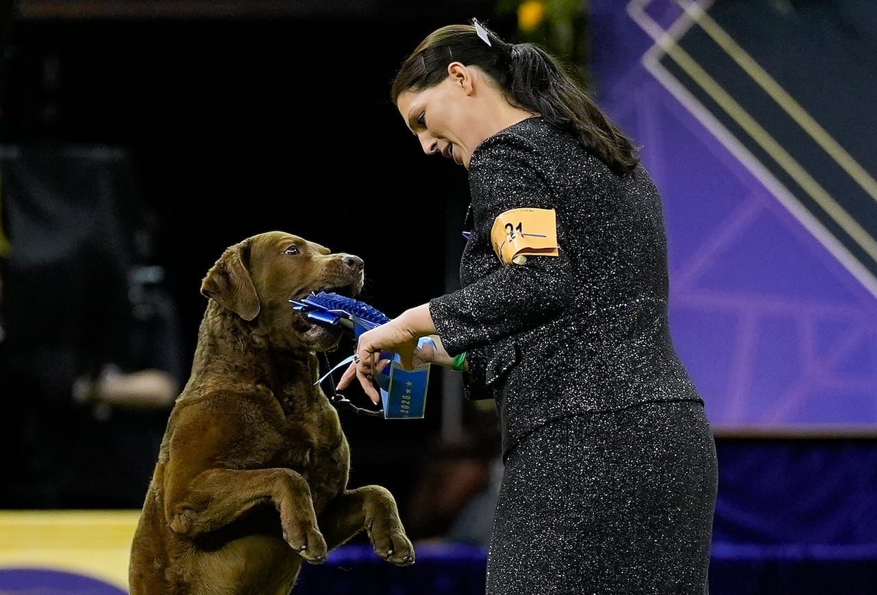 A dark brown retriever takes a blue ribbon from his handler