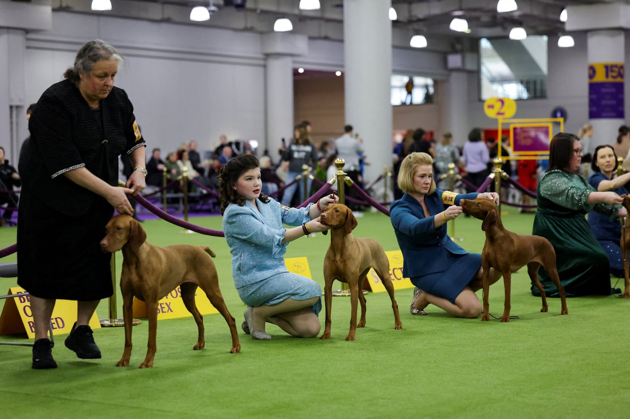 a row of slim, short-haired red dogs