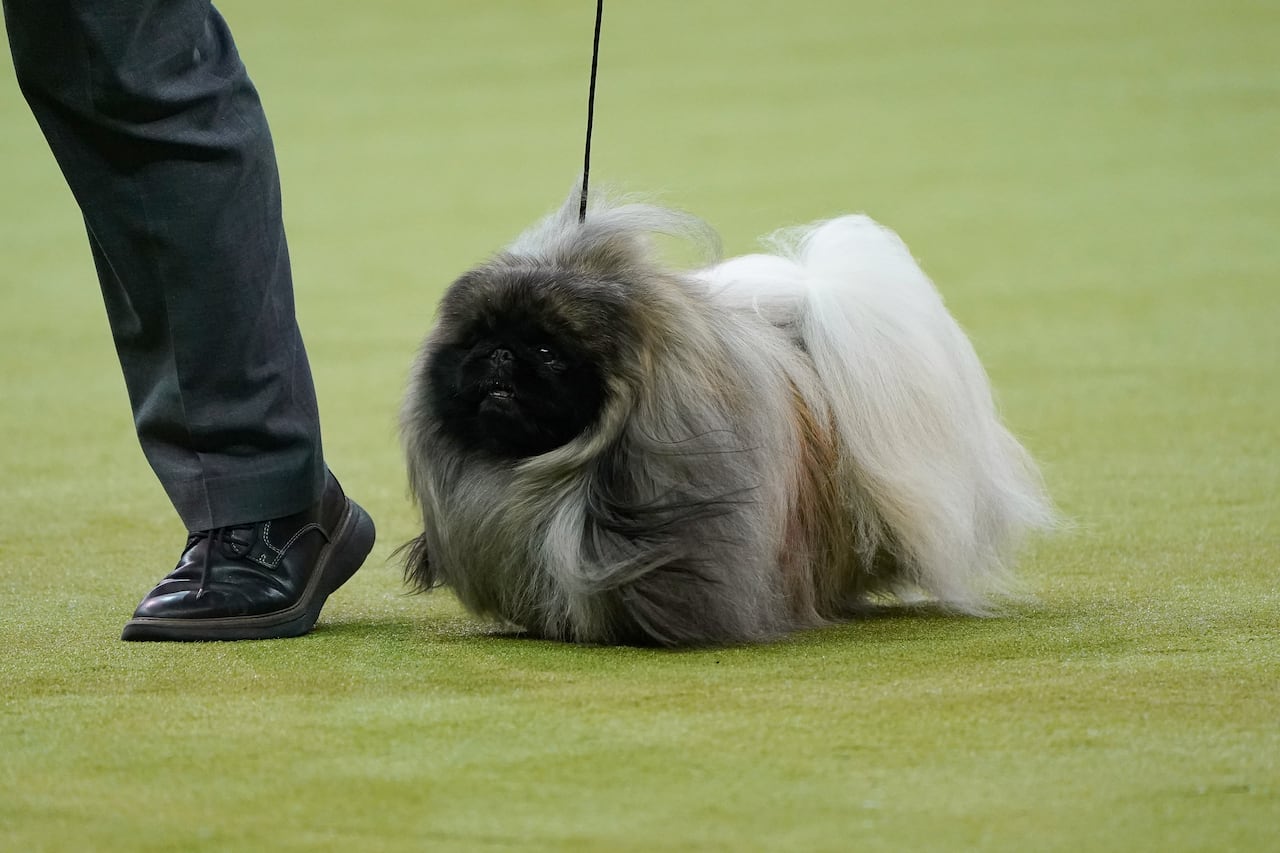 A very long haired small dog 